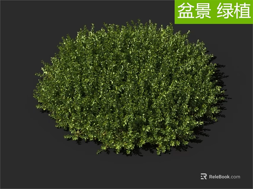 Bonsai Green Plant with Lush Round Foliage Suitable for Indoor Decoration and Landscaping 3d model 