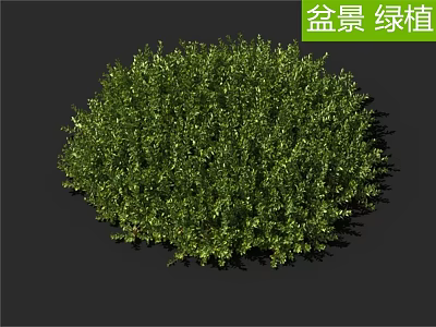 Bonsai Green Plant with Lush Round Foliage Suitable for Indoor Decoration and Landscaping 3d model