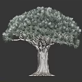 Lush Evergreen Pine Tree With Dense Green Foliage And Thick Brown Trunk