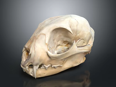 Detailed Animal Skull Organ Anatomy With Bone Structure Eye Socket And Teeth 3d model