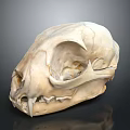 Detailed Animal Skull Organ Anatomy With Bone Structure Eye Socket And Teeth
