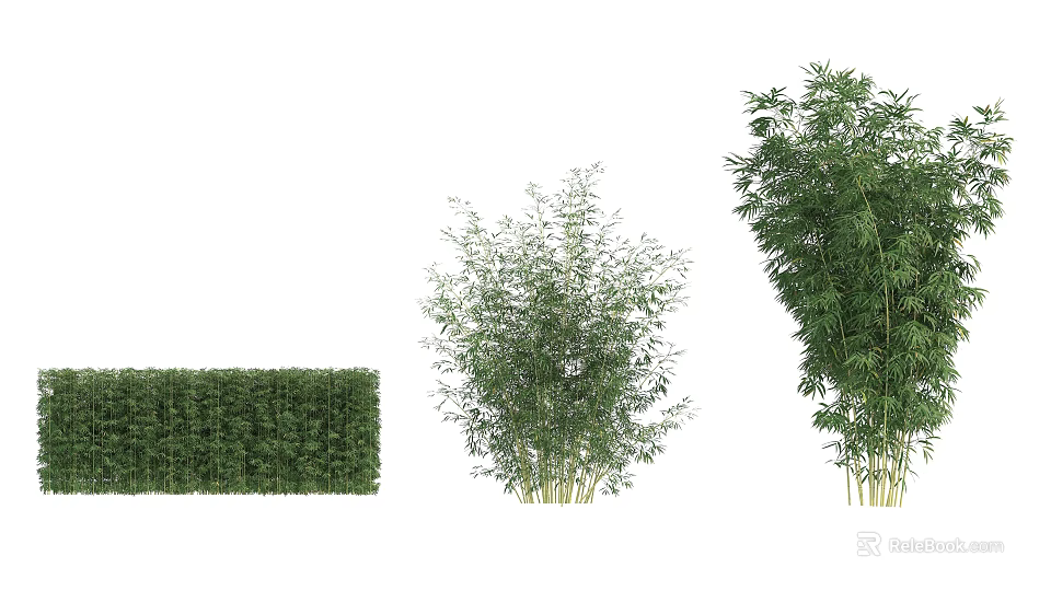 Different Types of Bamboo Plants Including Hedge Clumps and Tall Varieties 3d model 