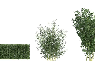 Different Types of Bamboo Plants Including Hedge Clumps and Tall Varieties 3d model