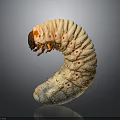 White C shaped Larva With Red Head And Orange Legs On Gray Background