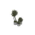 Natural Bonsai Tree With Dense Green Foliage And Artistic Branch Structure For Home Decoration