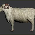 White Wool Sheep With Red Curved Horns Standing On Dark Background 3d model