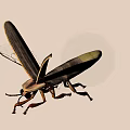 Flying Insect With Brown And Yellow Body Long Wings And Antennae