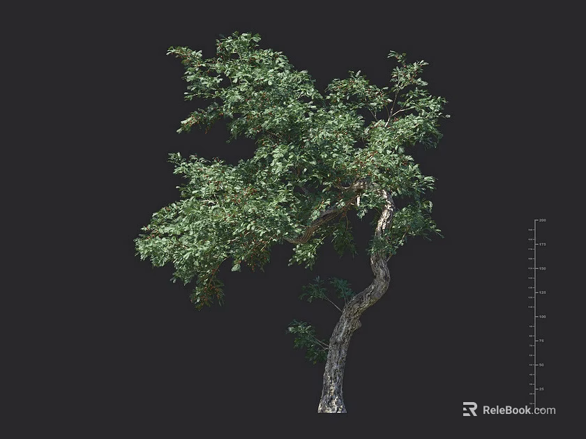 Lush Green Leafy Arbor With Curved Trunk And Height Scale On Black Background 3d model 