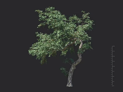 Lush Green Leafy Arbor With Curved Trunk And Height Scale On Black Background 3d model