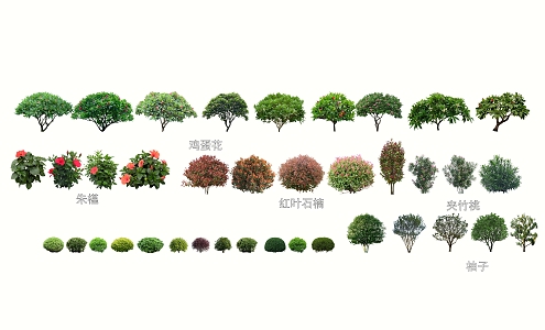 2D Common Shrub Ball Plant 3d model