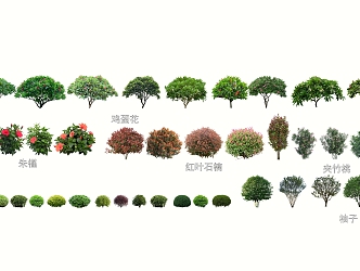 2D Common Shrub Ball Plant 3d model