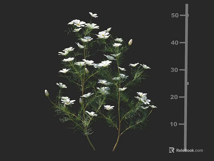 White Flowers in Vase Featuring Slender Stems Buds Height Scale Dark Background 3d model