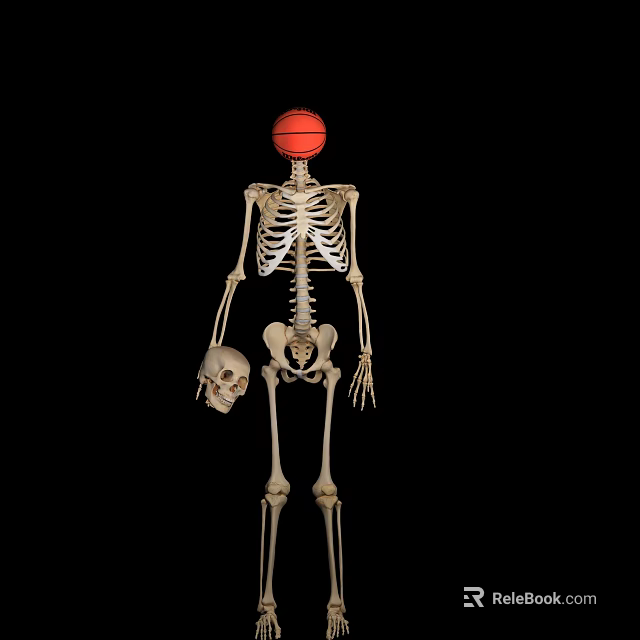 Human Skeleton With Basketball Head Holding Human Skull in Dark Background 3d model
