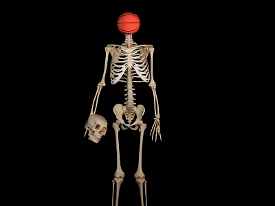 Human Skeleton With Basketball Head Holding Human Skull in Dark Background 3d model