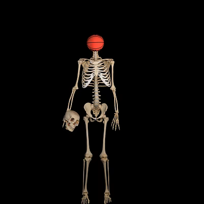 Human Skeleton With Basketball Head Holding Human Skull in Dark Background 3d model Human Skeleton With Basketball Head Holding Human Skull in Dark Background 3d model