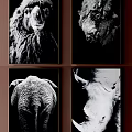 Set of Four Black and White Animal Paintings With Detailed Wildlife Portraits