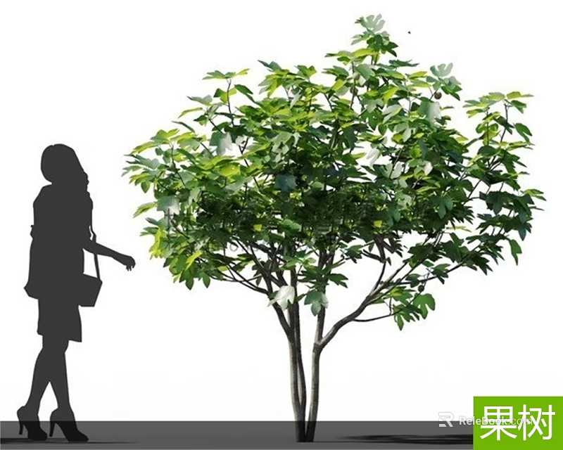 Lush Fruit Tree With Vibrant Green Leaves In Outdoor Garden Space 3d model 