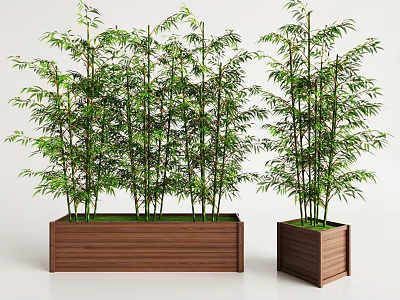 Tall Green Bamboo Plants in Rectangular and Square Wooden Planters 3d model