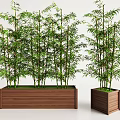Tall Green Bamboo Plants in Rectangular and Square Wooden Planters