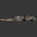 Vibrant Lizard With Blue Spots Orange Tail And Gray Body On Dark Surface
