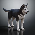 Black and White Husky Dog Standing on Smooth Black Surface with Gray Gradient Background 3d model