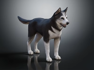 Black and White Husky Dog Standing on Smooth Black Surface with Gray Gradient Background 3d model