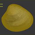 Natural Shell With White Yellow Gray Color Ribbed Surface And Smooth Texture