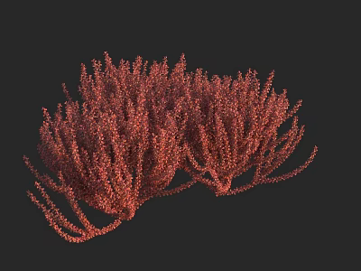 Vibrant Red Shrub with Dense Foliage on Black Background 3d model