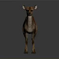 Brown Deer Standing Gracefully on Isolated Gray Background with Realistic Details