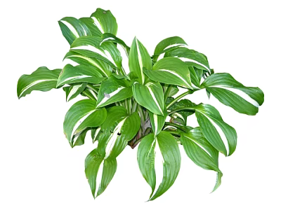 Modern Shrub Shrub Grass 3d model