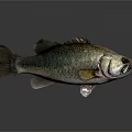 Bass Fish With Detailed Scales And Fins On Gray Smooth Surface With Reflection