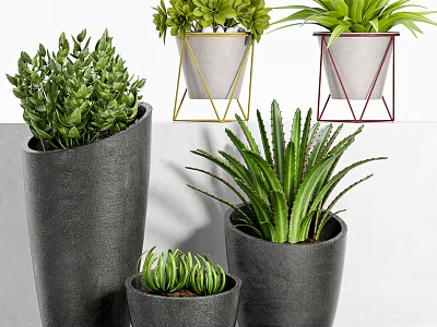 Decorative Bonsai Potted Plants with Modern Black Yellow Red Stands and Green Foliage 3d model