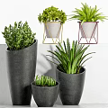 Decorative Bonsai Potted Plants with Modern Black Yellow Red Stands and Green Foliage