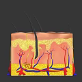 Human Skin Structure With Hair Follicles Blood Vessels And Layers