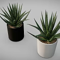 Green Striped Leaf Succulent Plants in Black and White Ceramic Pots for Indoor Home Decor