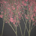 Various Types of Plants with Different Colored Leaves and Flowers