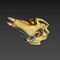 Detailed Golden Skull Model With Light Background And Shadow Effect 3d model