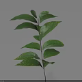 Fresh Green Plant Sprig With Multiple Leaves On Light Blue Background And Shadow