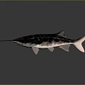 Isolated Aquatic Animal Paddlefish On Reflective Surface With Long Snout Blue Black Body And Fins