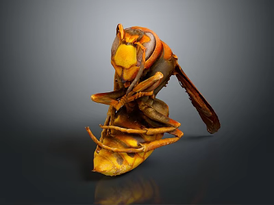 Close Up View Of Wasp Flying Insect With Orange Yellow Body Detailed Wings And Legs 3d model