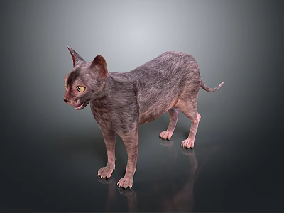 Hairless Cat With Yellow Eyes Standing On Gray Background Showing Reflection 3d model