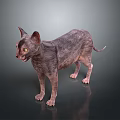 Hairless Cat With Yellow Eyes Standing On Gray Background Showing Reflection