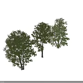 Three Lush Arbor Trees With Green Leaves And White Trunks On Black Background