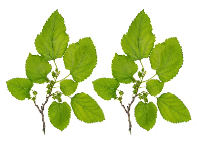 Fresh Green Leaves And Branches With Vibrant Foliage On White Background 3d model