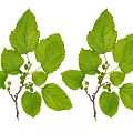 Fresh Green Leaves And Branches With Vibrant Foliage On White Background