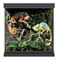 Two Colorful Chameleons In Natural Terrarium With Green Leaves And Branches