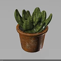 Succulent Plant with Green Spotted Fleshy Leaves in Rustic Terracotta Pot on Dark Reflective Surface