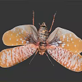 Vibrant Insect With Orange And White Patterned Wings On Dark Background 3d model