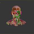 Medical Device 3D Model of Head Muscle and Skeletal Structure