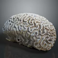 Close Up View Of Detailed Brain Coral Aquatic Animal With Intricate Surface Patterns